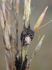 Epicoccum andropogonis