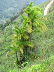 Bactris gasipaes chichagui