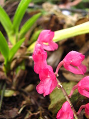 Rodriguezia lanceolata