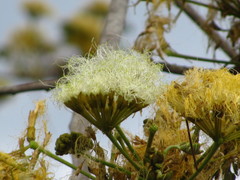 Pseudosamanea guachapele