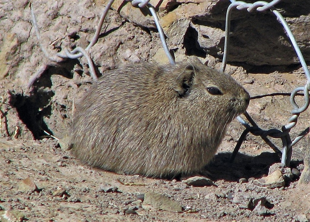 Southern Highland Yellow-toothed Cavy