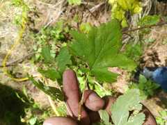 Ribes ciliatum