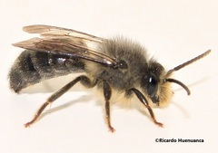 Cadeguala albopilosa