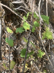 Acer glabrum glabrum
