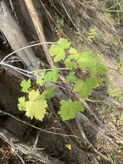 Acer glabrum glabrum