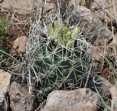 Coryphantha robustispina scheeri