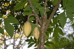 Vasconcellea goudotiana