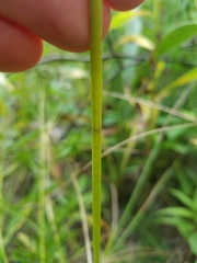 Juncus brachycarpus