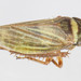Aphrodes bicinctus - Photo (c) solomon hendrix, μερικά δικαιώματα διατηρούνται (CC BY-NC), uploaded by solomon hendrix