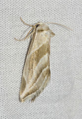 Plagiomimicus tepperi