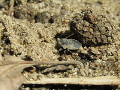 Gelastocoris oculatus