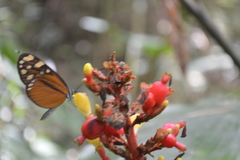 Renealmia aromatica