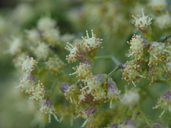 Critoniinae