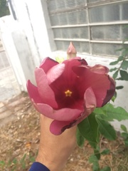 Angiospermae