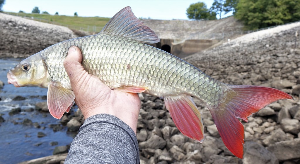 Pealip Redhorse