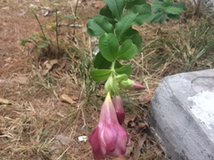 Angiospermae