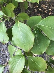 Cornus kousa