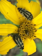 Acmaeodera amplicollis