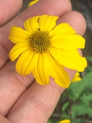 Heliopsis parvifolia