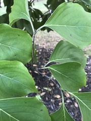 Cornus kousa