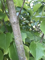 Cornus kousa