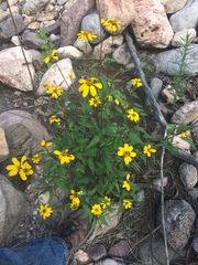 Heliopsis parvifolia
