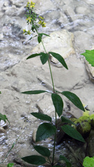 Lysimachia verticillaris
