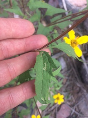 Heliopsis parvifolia