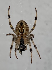 Araneinae