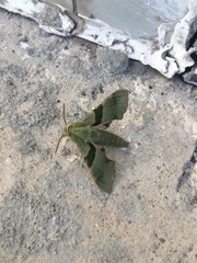 Proserpinus terlooii