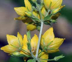 Lysimachia verticillaris
