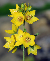 Lysimachia verticillaris