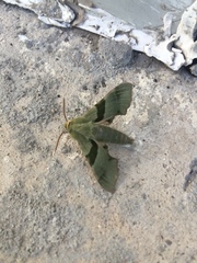 Proserpinus terlooii