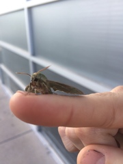 Proserpinus terlooii