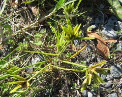 Cyperus compressus