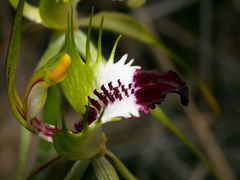 Caladenia tensa