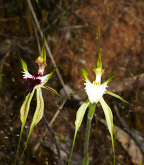 Caladenia tensa