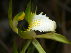 Caladenia tensa
