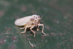 Macrosteles variatus