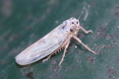 Macrosteles variatus