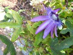 Passiflora × kewensis