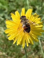 Eristalis tenax