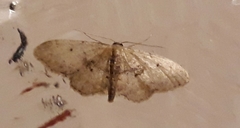 Idaea laevigata