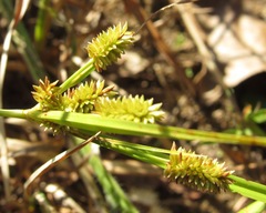 Cyperus retrorsus