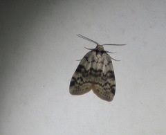 Thallarcha leptographa