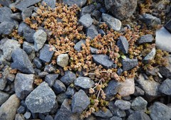 Crassula mataikona