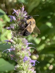 Bombus griseocollis
