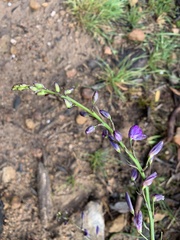 Thysanotus tuberosus tuberosus