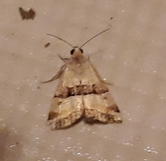 Pseudozarba bipartita