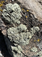 Rhizoplaca opiniconensis